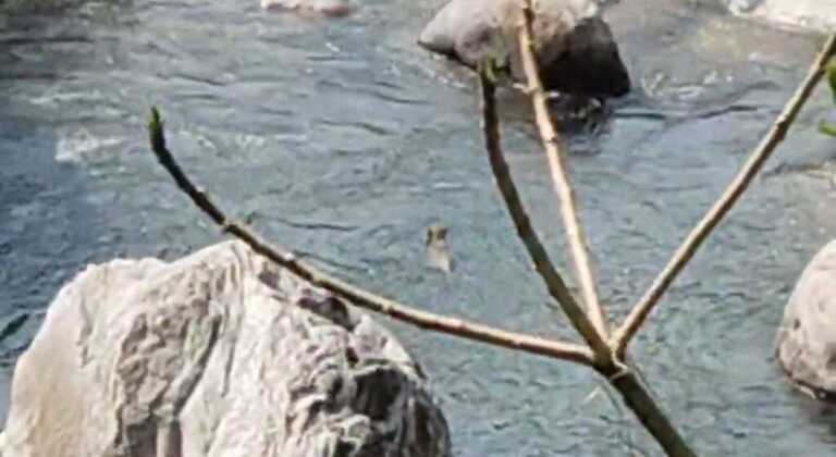 गोपेश्वर में गुलदार का आतंक लंबे समय से क्षेत्र में घूम रहा गुलदार ग्रामीणों में दहशत