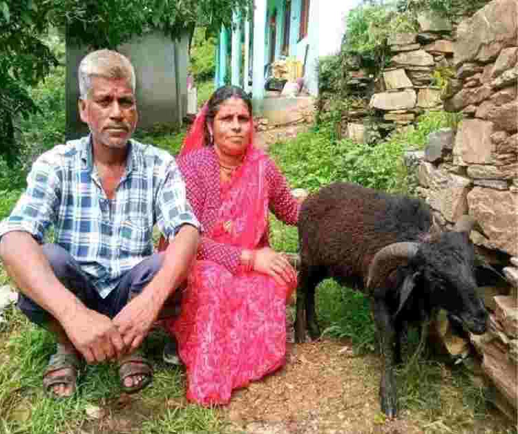 चमोली: कोटी गांव में जन्मा चार सींग वाला खाडू, नंदा राजजात यात्रा से जुड़ी परंपरा में उत्साह